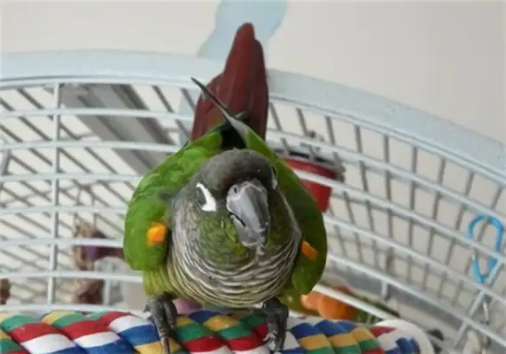 Identities of parrots on the green cheeks