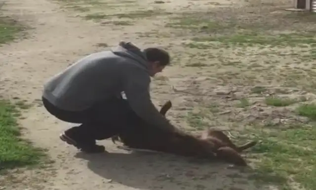 The dog was in the shelter. He never wanted to be adopted