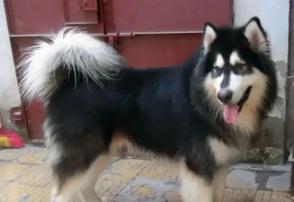 A man walks his dog without a rope, and a woman is in shock and falls to a level 10 disability claim of $180,000