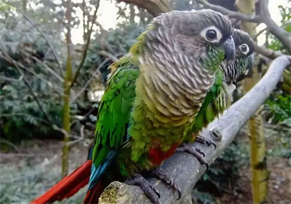 Identities of parrots on the green cheeks