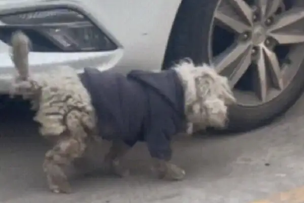 Five months for the dog, wearing a cotton coat. Coincidence brought it back with the master