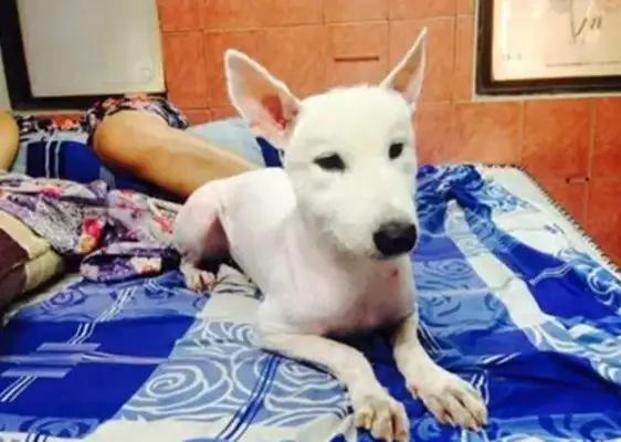 It's too hot for Samoye to shave, and the dog comes back to his house and he's in a hurry. Eros