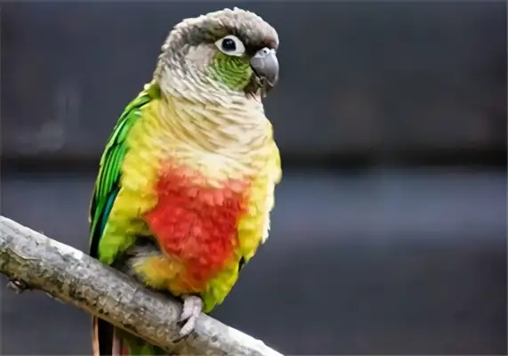 Identities of parrots on the green cheeks