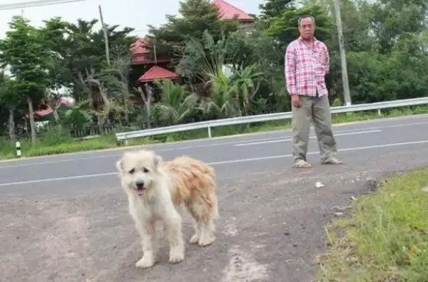 The dog's gone, the intersection is waiting for the owner for four years, and when we meet again, it doesn't go with the owner