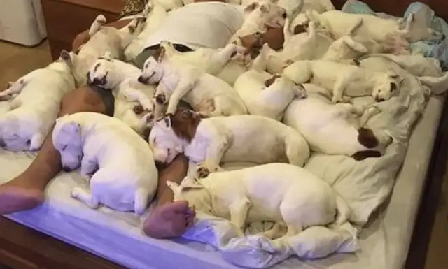 The master sleeps with 20 dogs