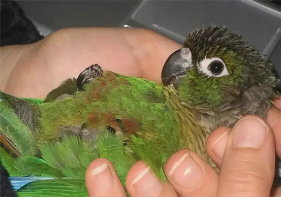 Identities of parrots on the green cheeks