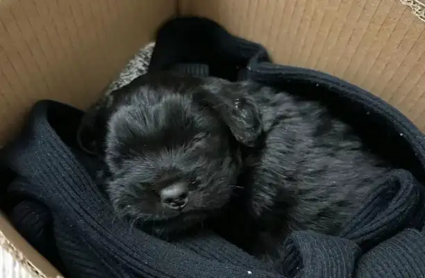 The Internet friend's father took back an abandoned milk dog, three members of the family had to spend the night with her;