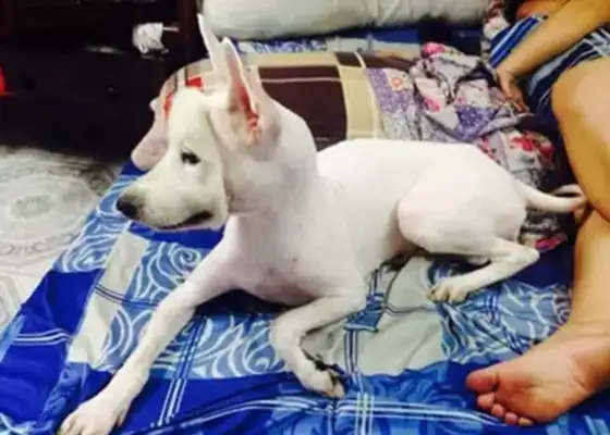 It's too hot for Samoye to shave, and the dog comes back to his house and he's in a hurry. Eros