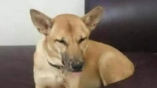 The man came home from work, saw the dog with two legs missing, looked forward, and the angry man laughed
