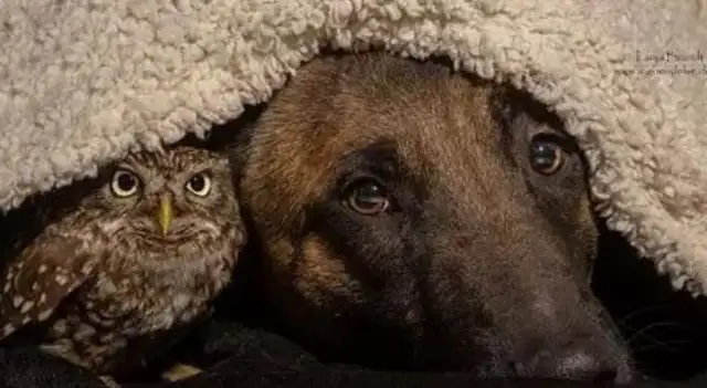 Little owl and Big Dog's interracial friendship