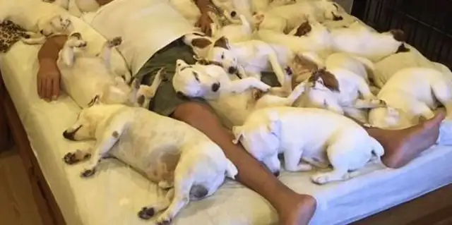 The master sleeps with 20 dogs