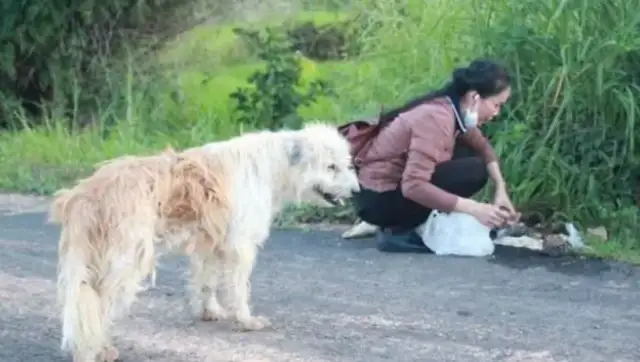 The dog's gone, the intersection is waiting for the owner for four years, and when we meet again, it doesn't go with the owner