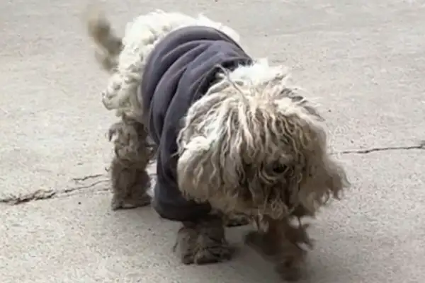 Five months for the dog, wearing a cotton coat. Coincidence brought it back with the master