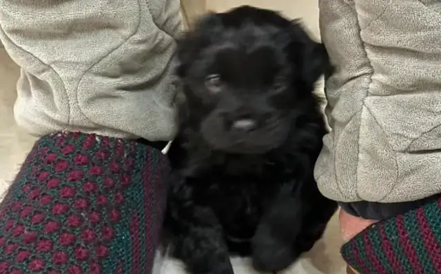The Internet friend's father took back an abandoned milk dog, three members of the family had to spend the night with her;