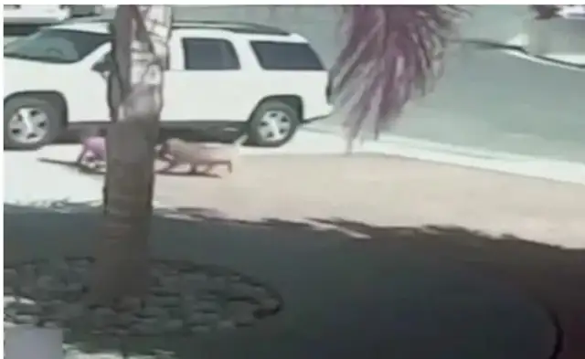 The kid's playing on the side of the road, the stray dog comes out and bites him! The next scene was very surprising