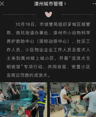 A dog shop in a small area of Chuju? The stray dog became the asset of whose money