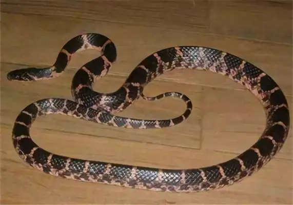 Pink Chain Snake Identity Information
