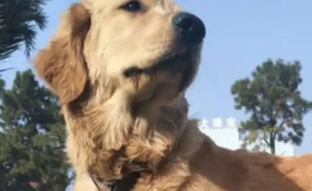 Squawk in front of his mother taught the pups how big gold hair reacts