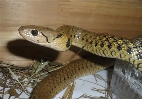 Fish snake identity information