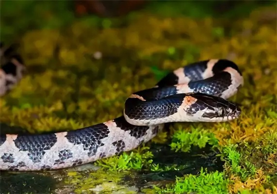 Pink Chain Snake Identity Information