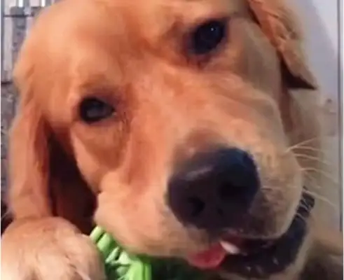 Super-fed golden hairdogs. They only eat vegetables