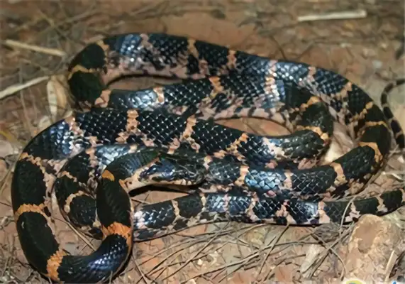 Pink Chain Snake Identity Information
