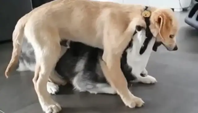Two dogs in a fight, a cage, a golden hair and a happy face
