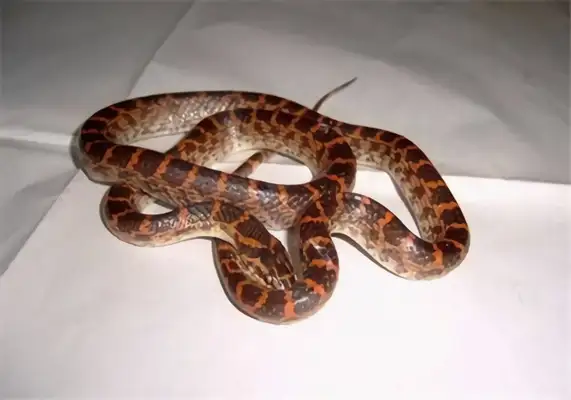Pink Chain Snake Identity Information