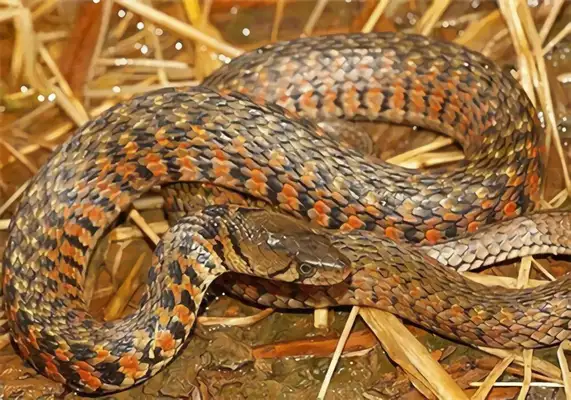 Fish snake identity information