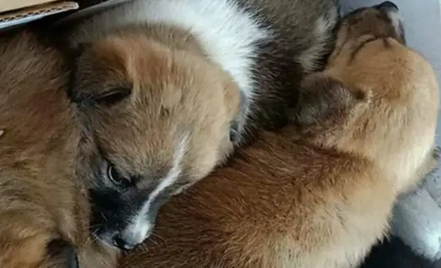 I found a stray dog on the side of the road with a weaning nest