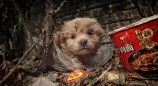 Chinese field dogs hide in garbage dumps and are afraid to shrink