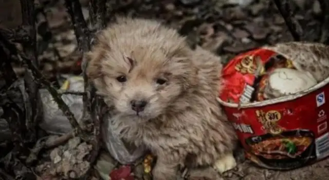 Chinese field dogs hide in garbage dumps and are afraid to shrink