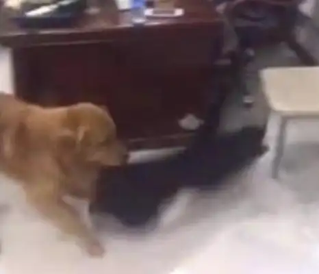 The master was too tired to lie down on the couch and fall asleep