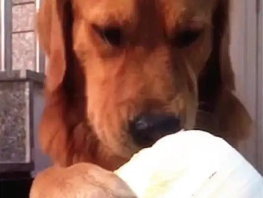 Super-fed golden hairdogs. They only eat vegetables