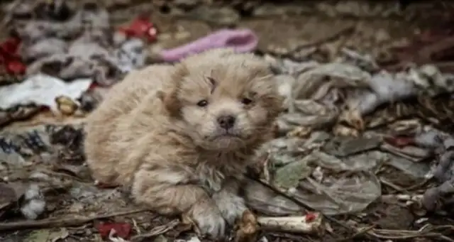 Chinese field dogs hide in garbage dumps and are afraid to shrink