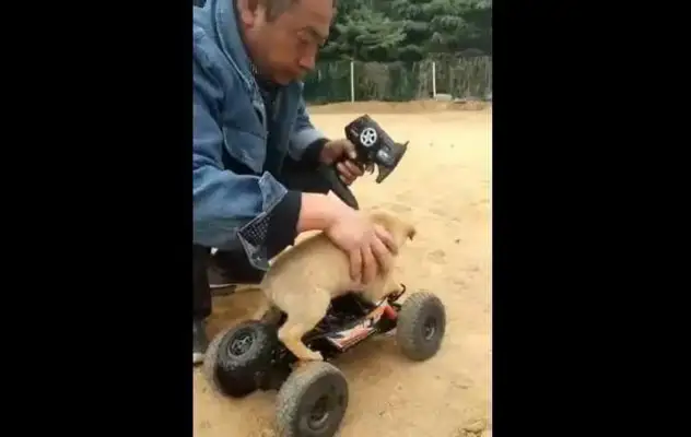 The little titty dog is being played like this? One minute for the dog
