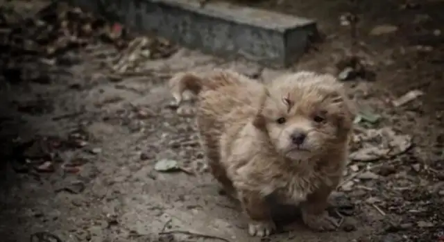 Chinese field dogs hide in garbage dumps and are afraid to shrink