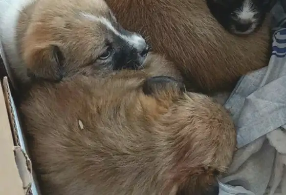 I found a stray dog on the side of the road with a weaning nest