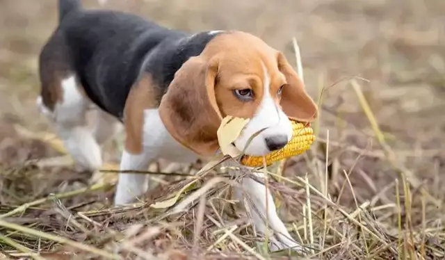 Dogs eat and swallow? Watch out for big trouble