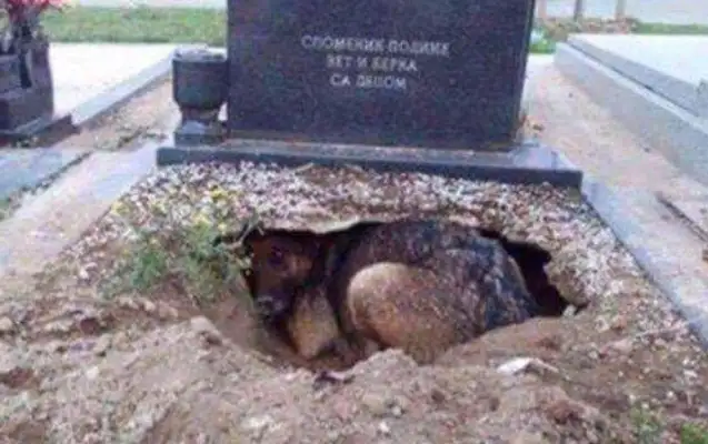 The dog dug a hole in the grave because..