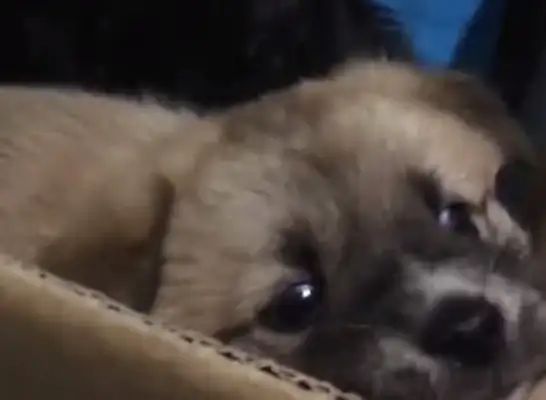 Drive a hundred kilometers to save two stray dogs