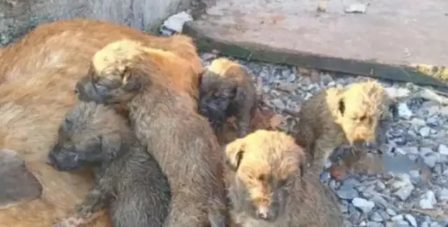 Dogs are tied up in front of the old house for years, and there's no food
