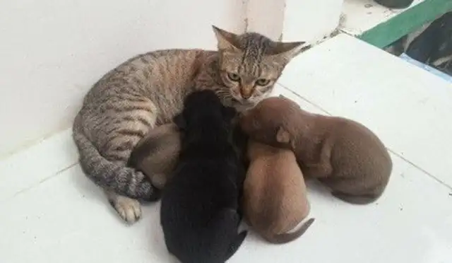 The tiger cat gets milked by a bunch of baby dogs