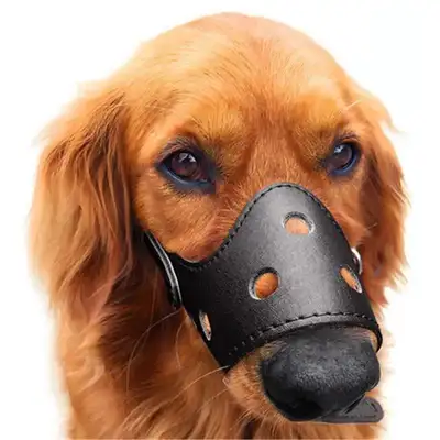 We're only supposed to walk in the morning and wear masks for dogs? Yunnan's response to the "Most of the Dogs."