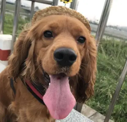 Two days in a row, the dog picks up the pussycat, and the owner loses his hand