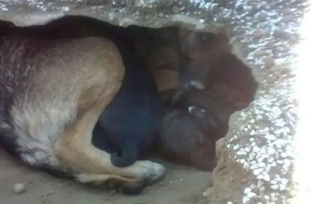 The dog dug a hole in the grave because..