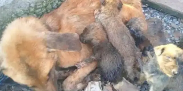 Dogs are tied up in front of the old house for years, and there's no food