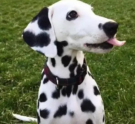 Abandoned doggy, starving under the car and lamented by his rescue friends