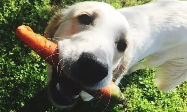 Dogs eat and swallow? Watch out for big trouble