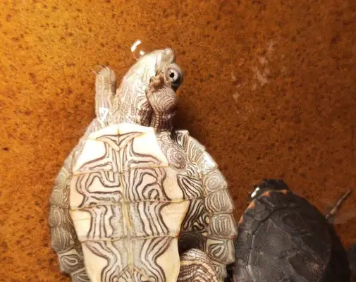 What about turtle flu and pneumonia? Share a prudent approach